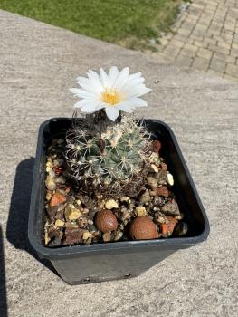 Turbinicarpus spec.